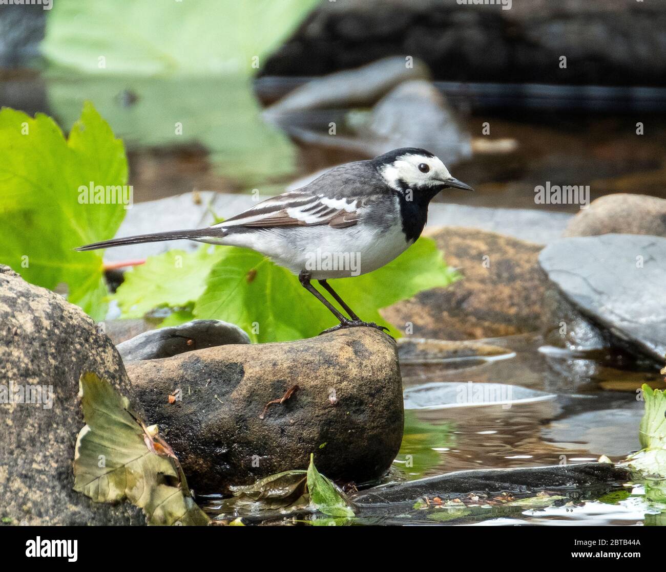 Pied Waggail (Motacilla Alba) sul fiume Almond, West Lothian, Scozia . Foto Stock