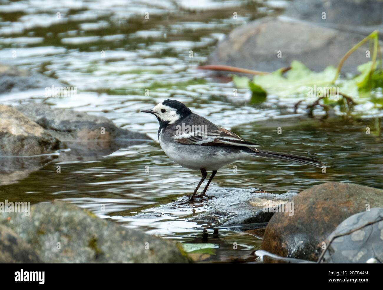 Pied Waggail (Motacilla Alba) sul fiume Almond, West Lothian, Scozia . Foto Stock