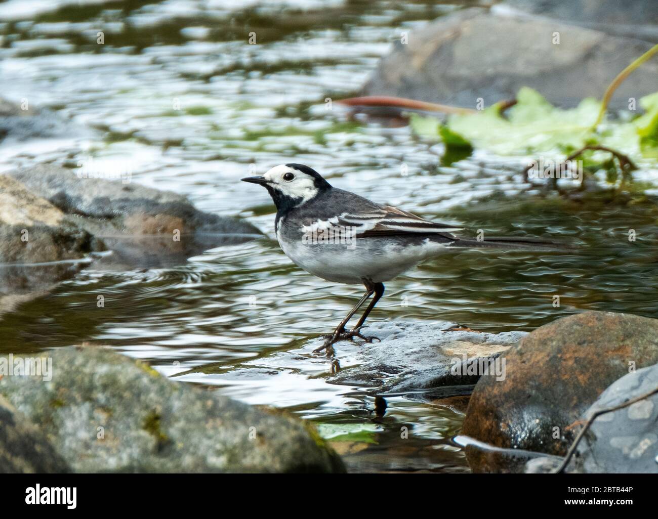 Pied Waggail (Motacilla Alba) sul fiume Almond, West Lothian, Scozia . Foto Stock