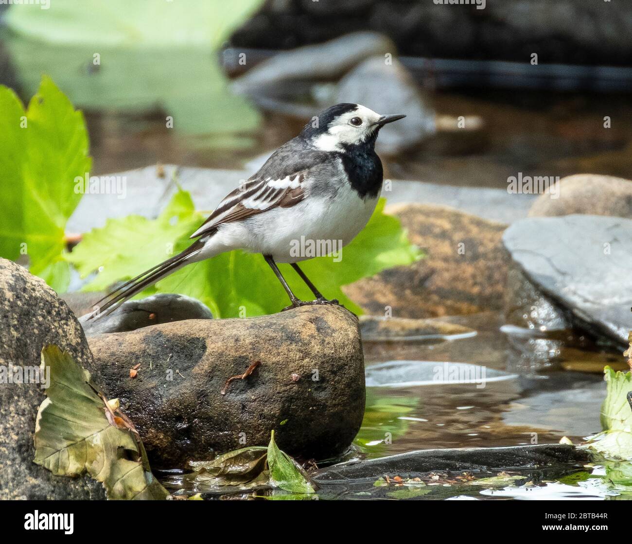 Pied Waggail (Motacilla Alba) sul fiume Almond, West Lothian, Scozia . Foto Stock