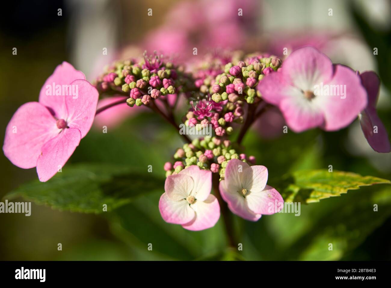passeggiate nel parco e fiori Foto Stock