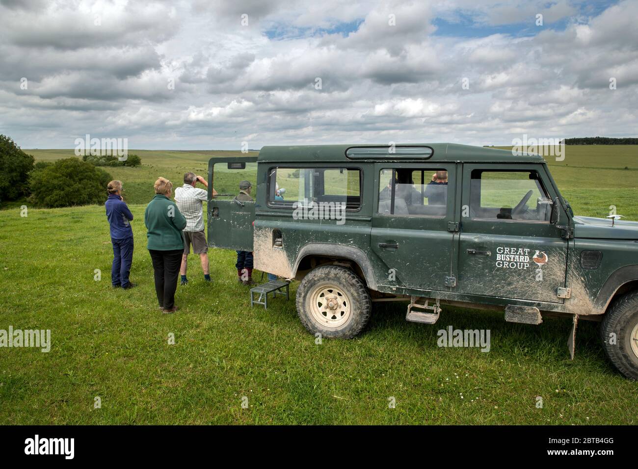 Gruppo Great Bustard; Tour per vedere i mostarde; Salisbury Plain; Regno Unito Foto Stock