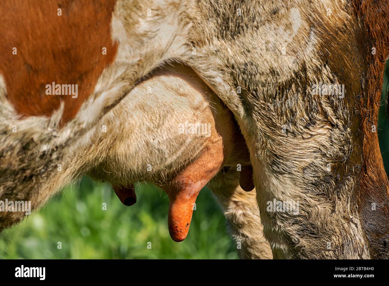 mammelle di una mucca bianca macchiata di colore marrone con pelliccia sporca Foto Stock