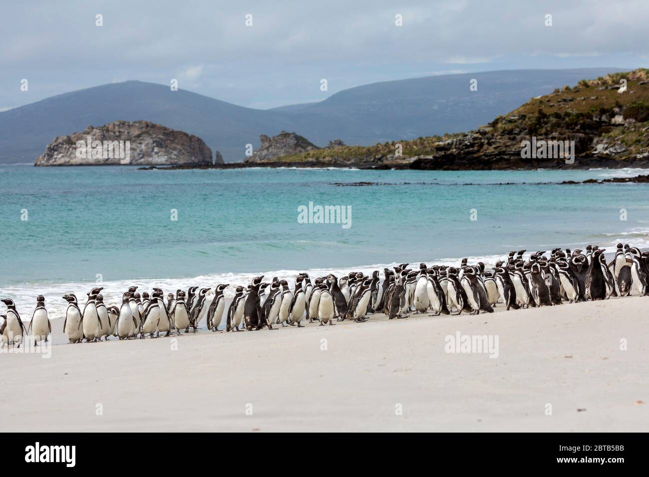 Pinguino Magellanico; Spenisco magellanicus; Spiaggia del leopardo; Isola della carcassa; Falklands Foto Stock