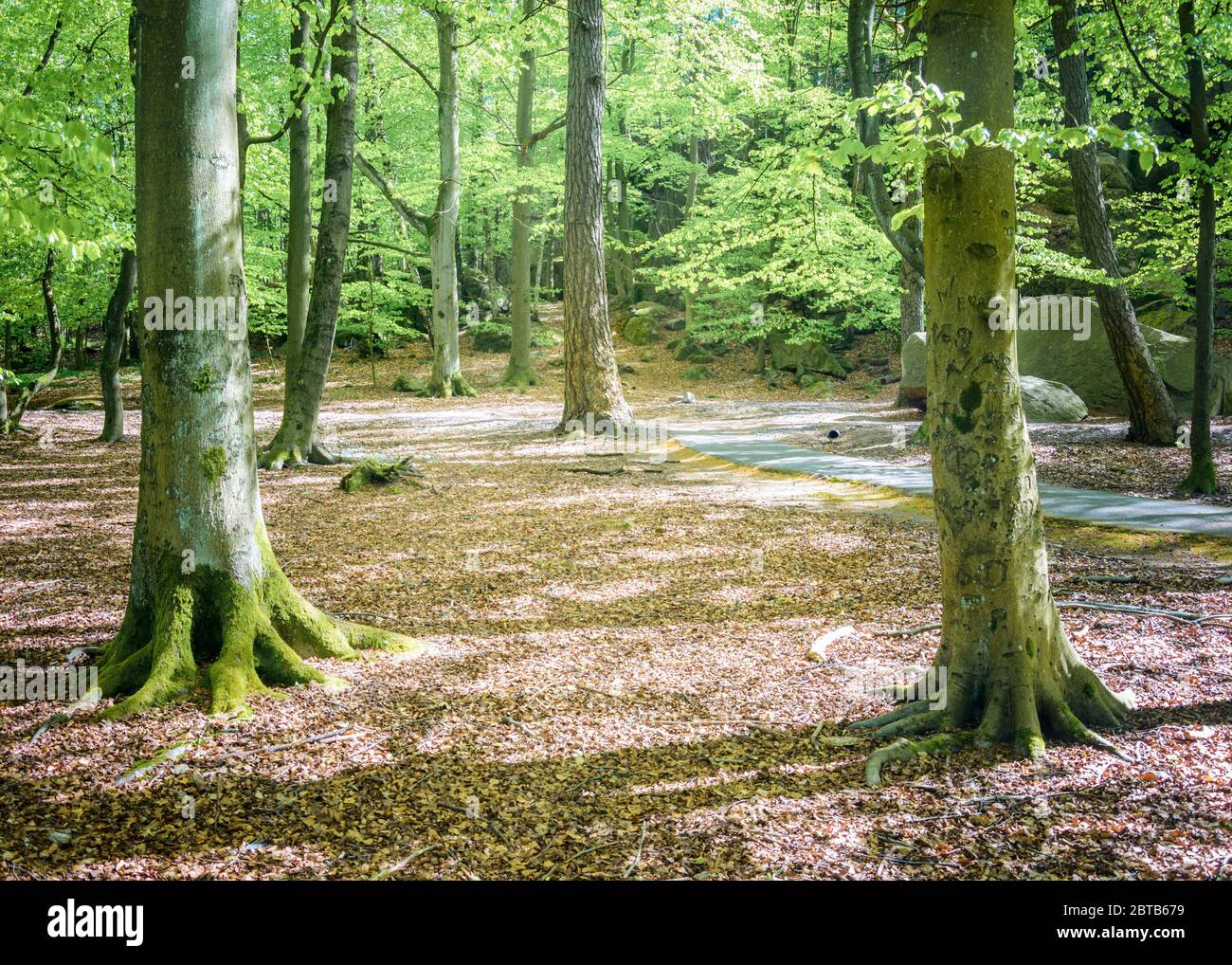 Bosco pieno di verde primaverile e sentiero lastricato con luce solare Foto Stock