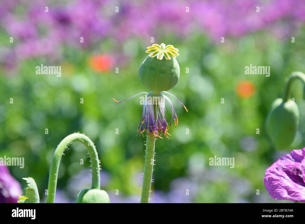Violetto Poppy Bud papaver somniferum L Bud su campo Foto Stock