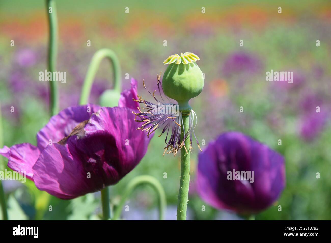Violetto papavero Bud papaver somniferum L Bud Foto Stock