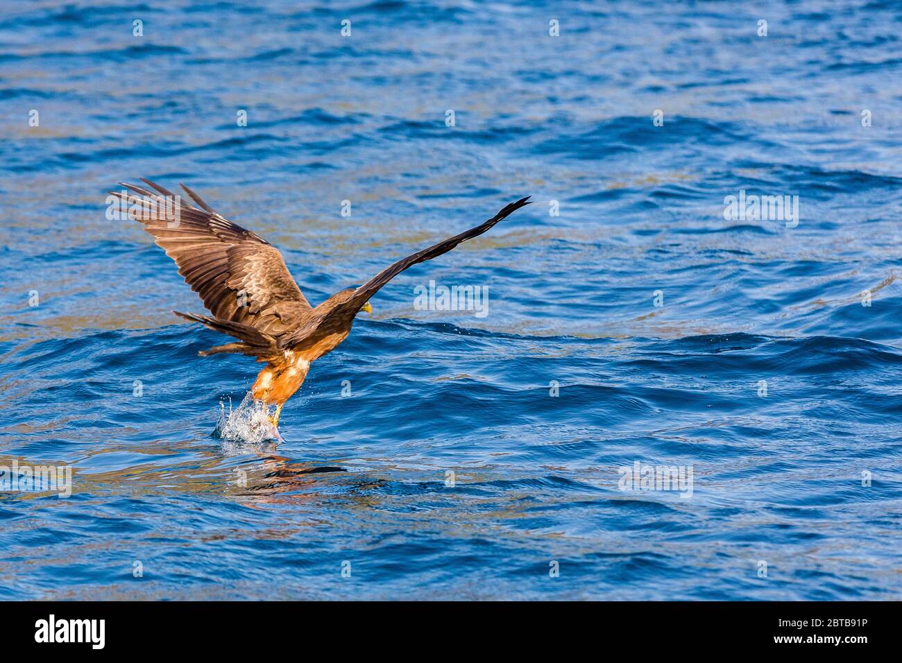 Aquilone catturato in volo mentre sta catturando il pesce, lago Malawi Foto Stock