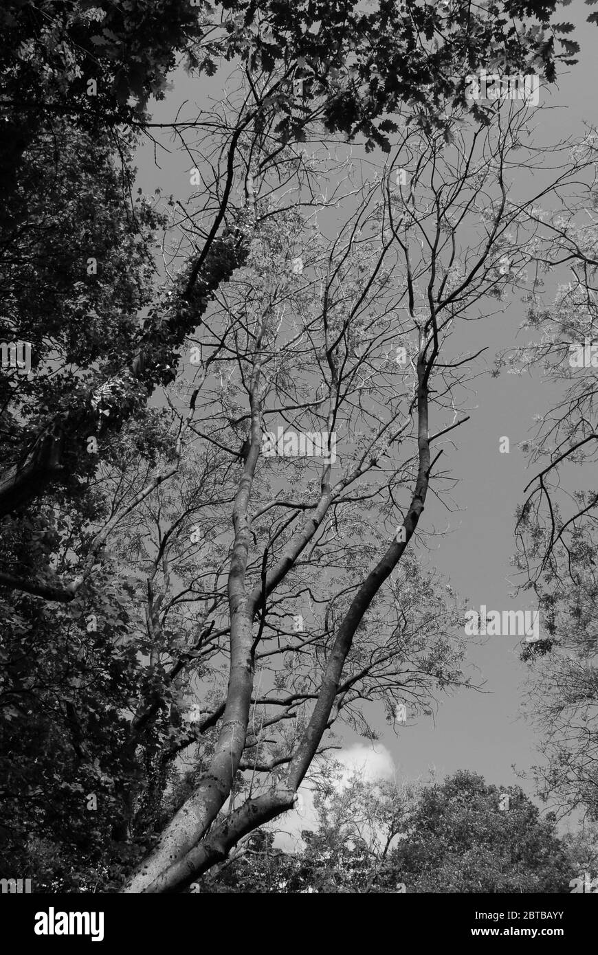 Derwent Walk, Derwent Countryside Park, Swalwell, Gateshead, Regno Unito Foto Stock