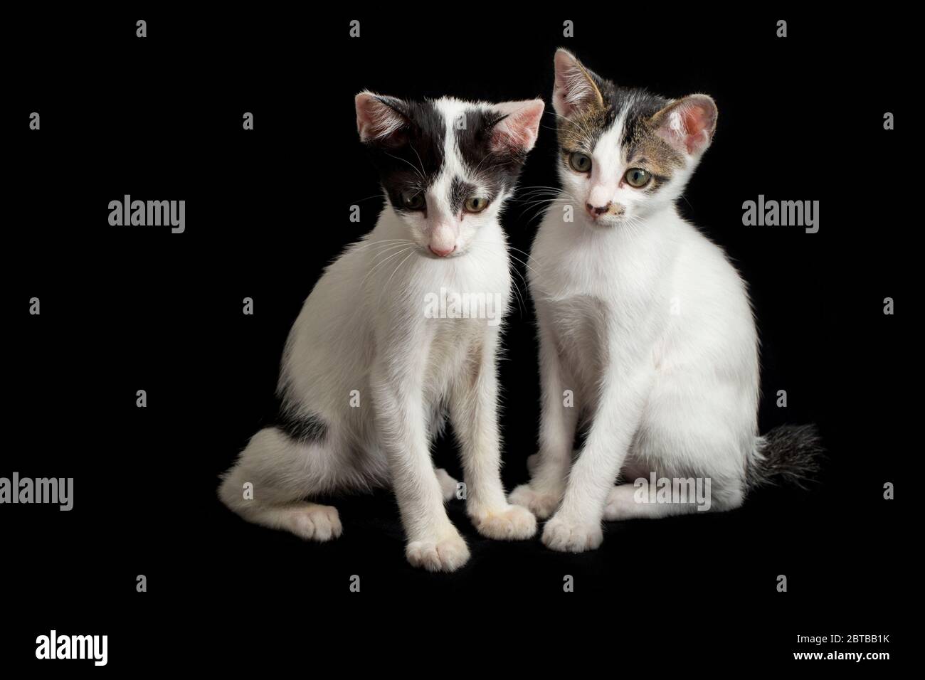 Due bello gatto gattino bianco domestico gemello isolato su uno sfondo nero Foto Stock
