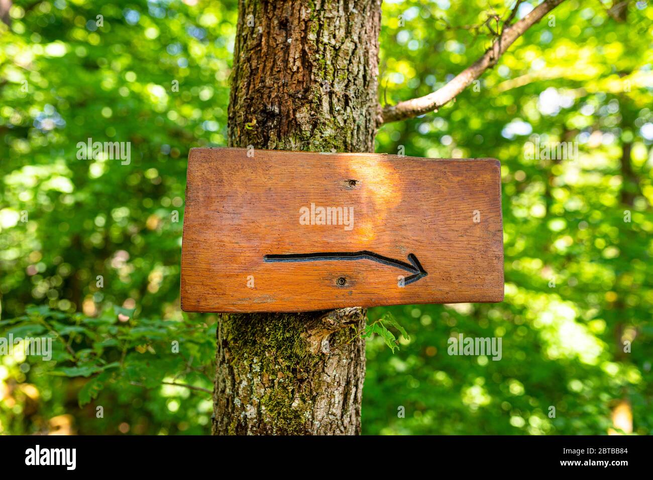 Un cartello in legno vuoto con una freccia destra incisa inchiodata ad un albero nella foresta con colori verdi sullo sfondo. Foto Stock