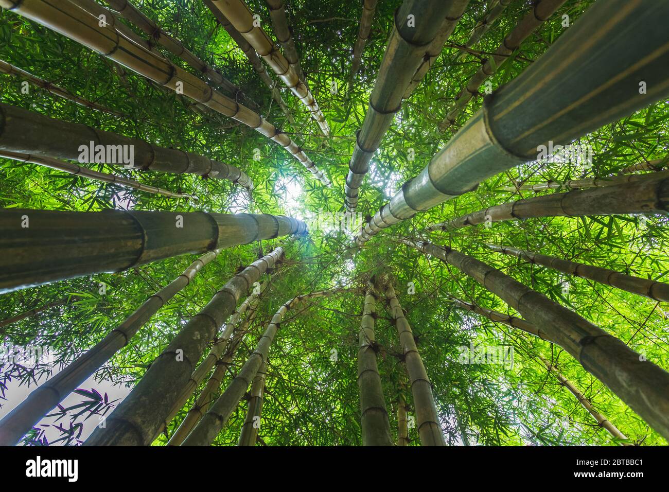 Guardando fino alla volta di una foresta di bambù Foto Stock