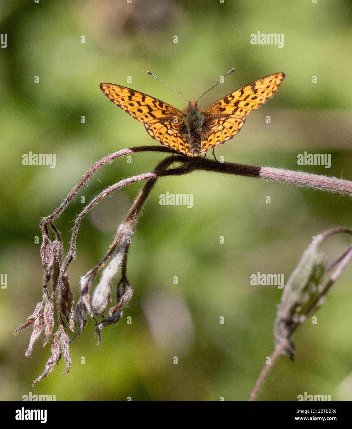 Deltillary Boloria Euphrosye, un convento di perle, situato a Cirencester Park Woods, nel Wiltshire Foto Stock