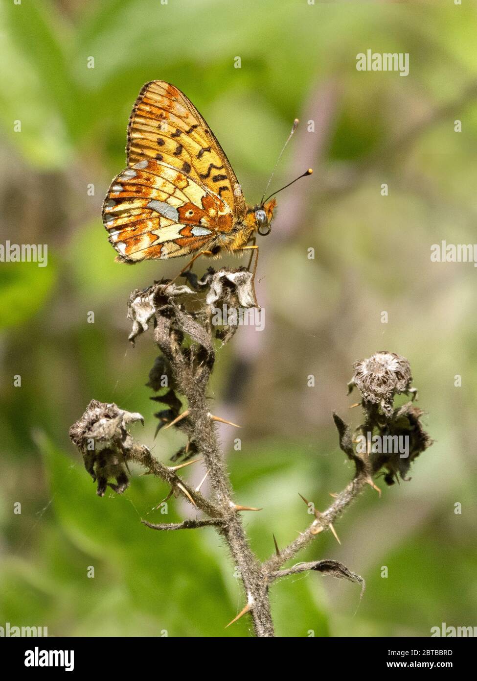 Deltillary Boloria Euphrosye, un convento di perle, situato a Cirencester Park Woods, nel Wiltshire Foto Stock