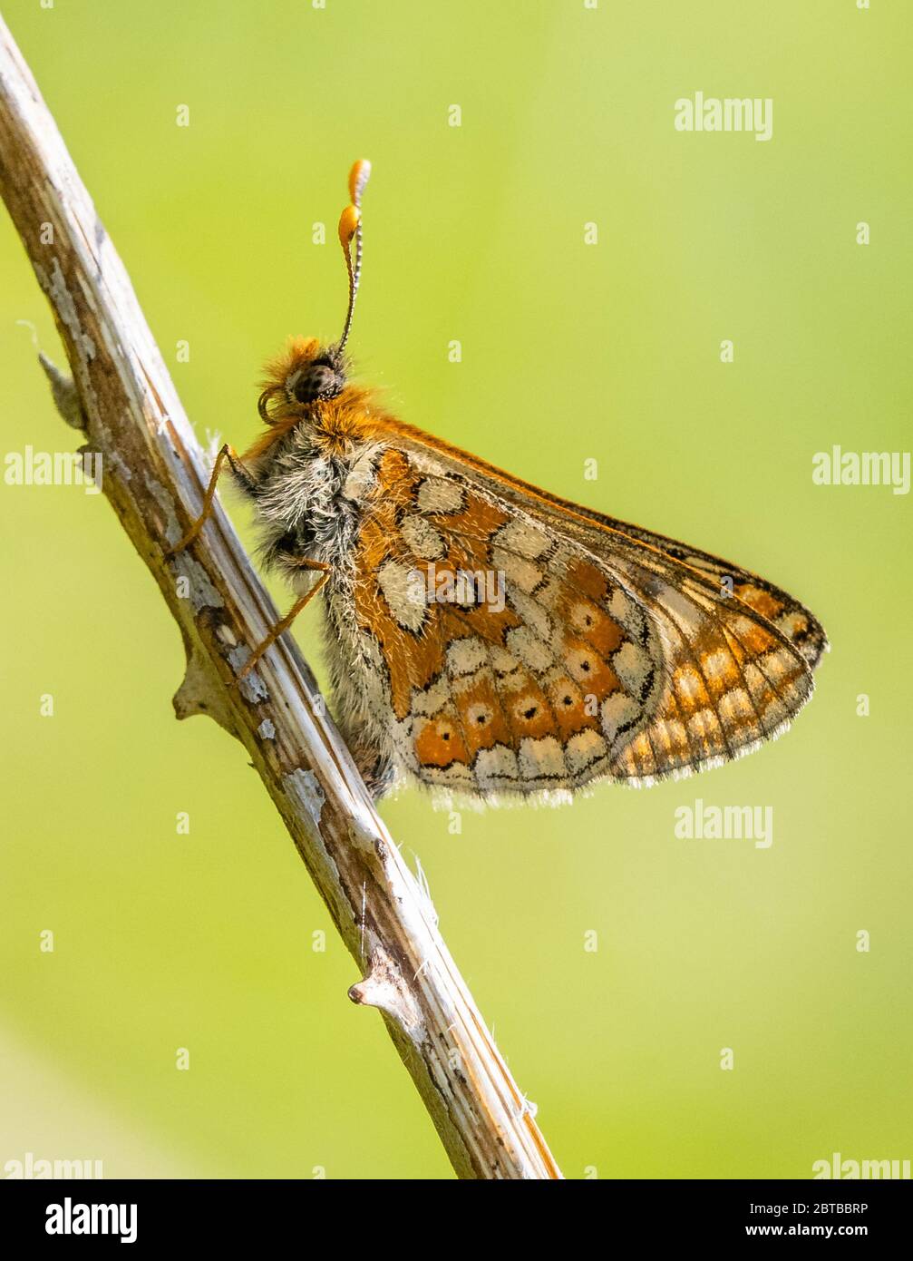 Farfalla frittillaria Marsh Euphydryas aurinia arroccato con le ali ripiegate a Strawberry Banks nel Cotswold Hills Gloucestershire UK Foto Stock