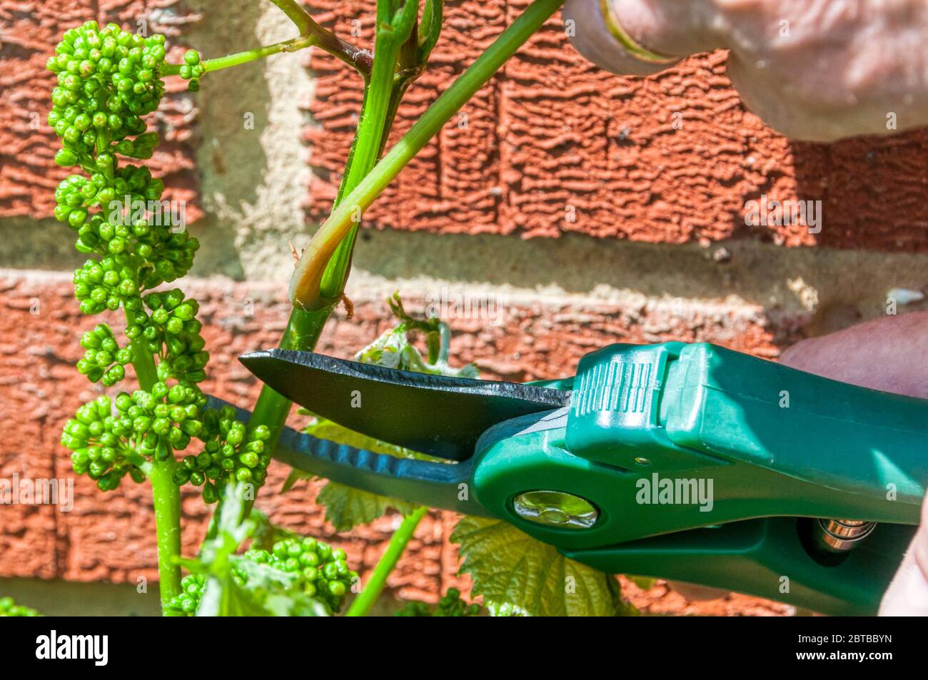 Potatura di una vite che cresce contro un muro di giardino. Foto Stock