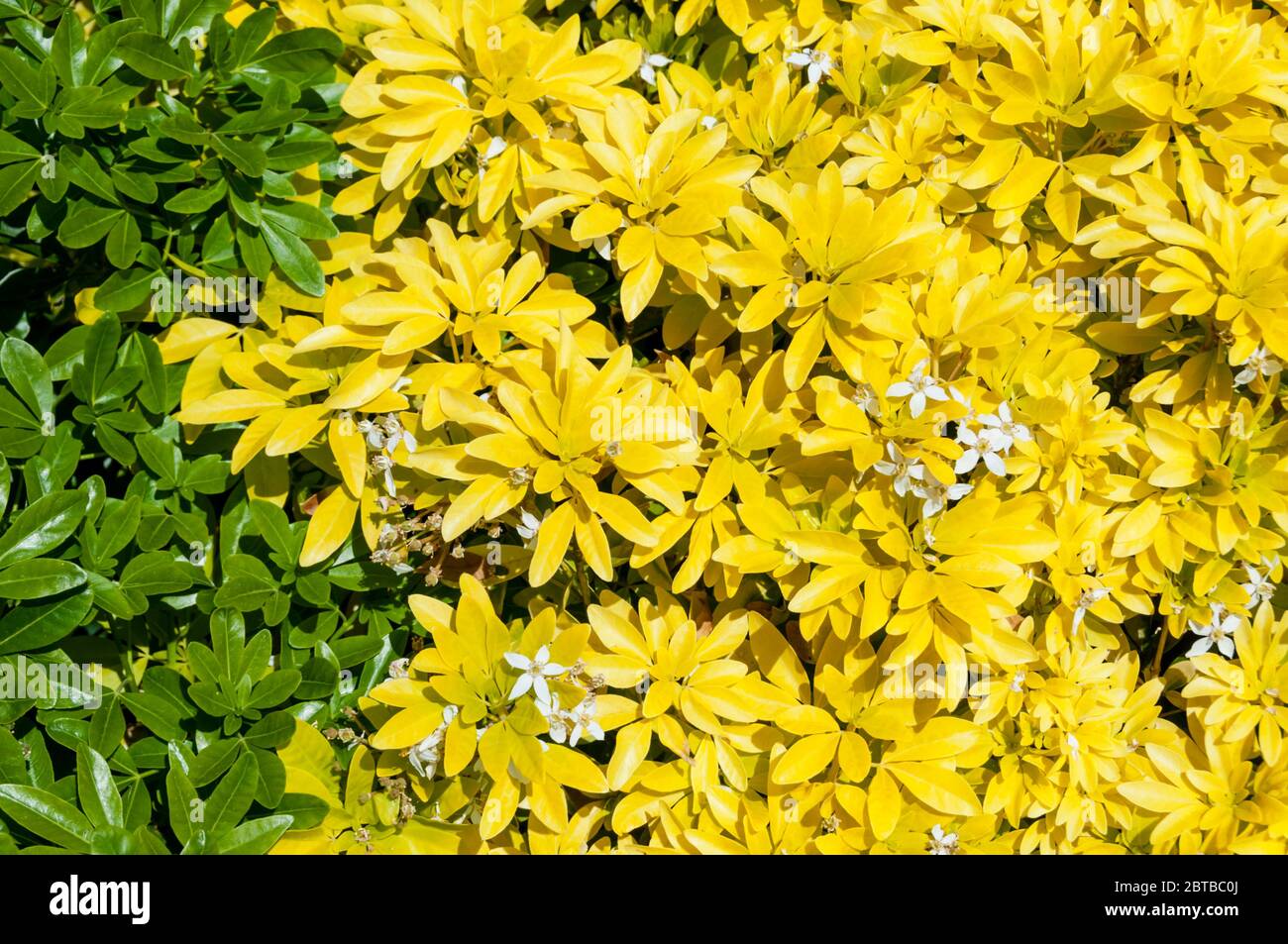 Una pianta di arancia messicana, Choisya ternata 'Sundance', con foglie che cominciano a tornare dal giallo al loro colore verde naturale. Foto Stock