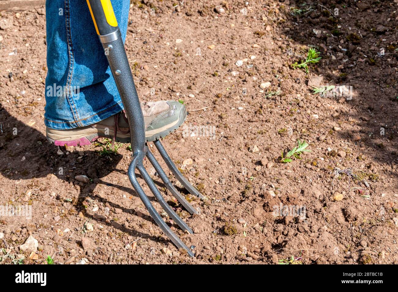 Usando una forchetta in un giardino - preparando un terreno per piantare. Foto Stock