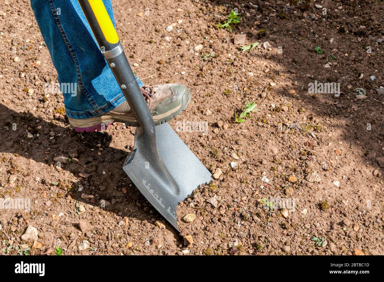 Scavando usando una vanga di giardino in un giardino - preparando un terreno per piantare. Foto Stock