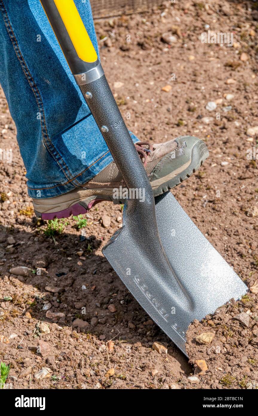 Scavando usando una vanga di giardino in un giardino - preparando un terreno per piantare. Foto Stock