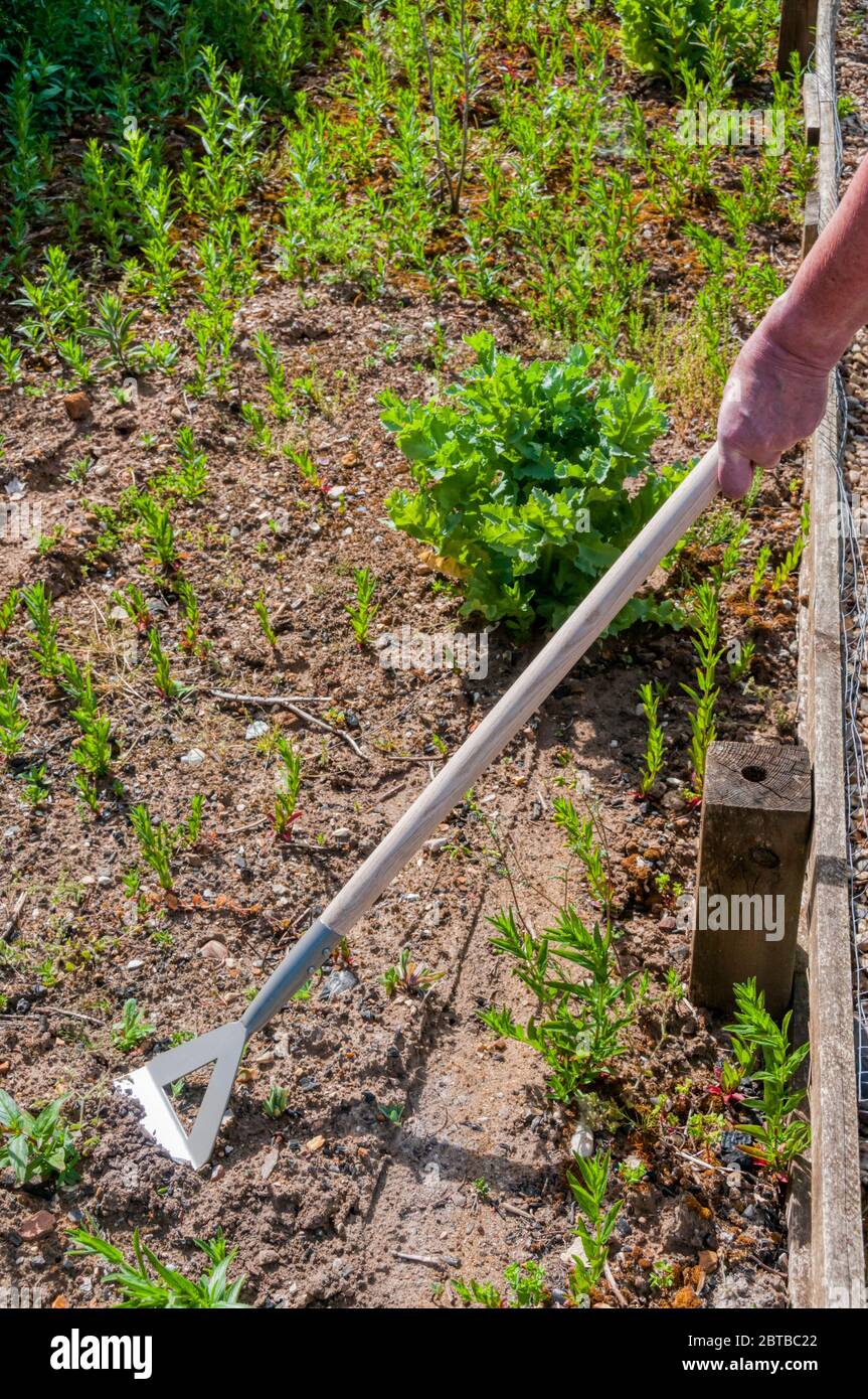 Hoeing usando una zappa olandese per sbarazzarsi di erbacce in un giardino - preparando un terreno per piantare. Foto Stock