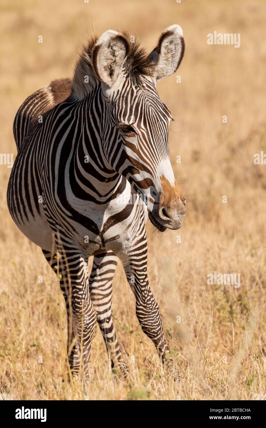 Zebra di Grevy (Equus grevyi) che si nutre di giovani sulla savana nella riserva naturale di Lewa, Kenya Foto Stock