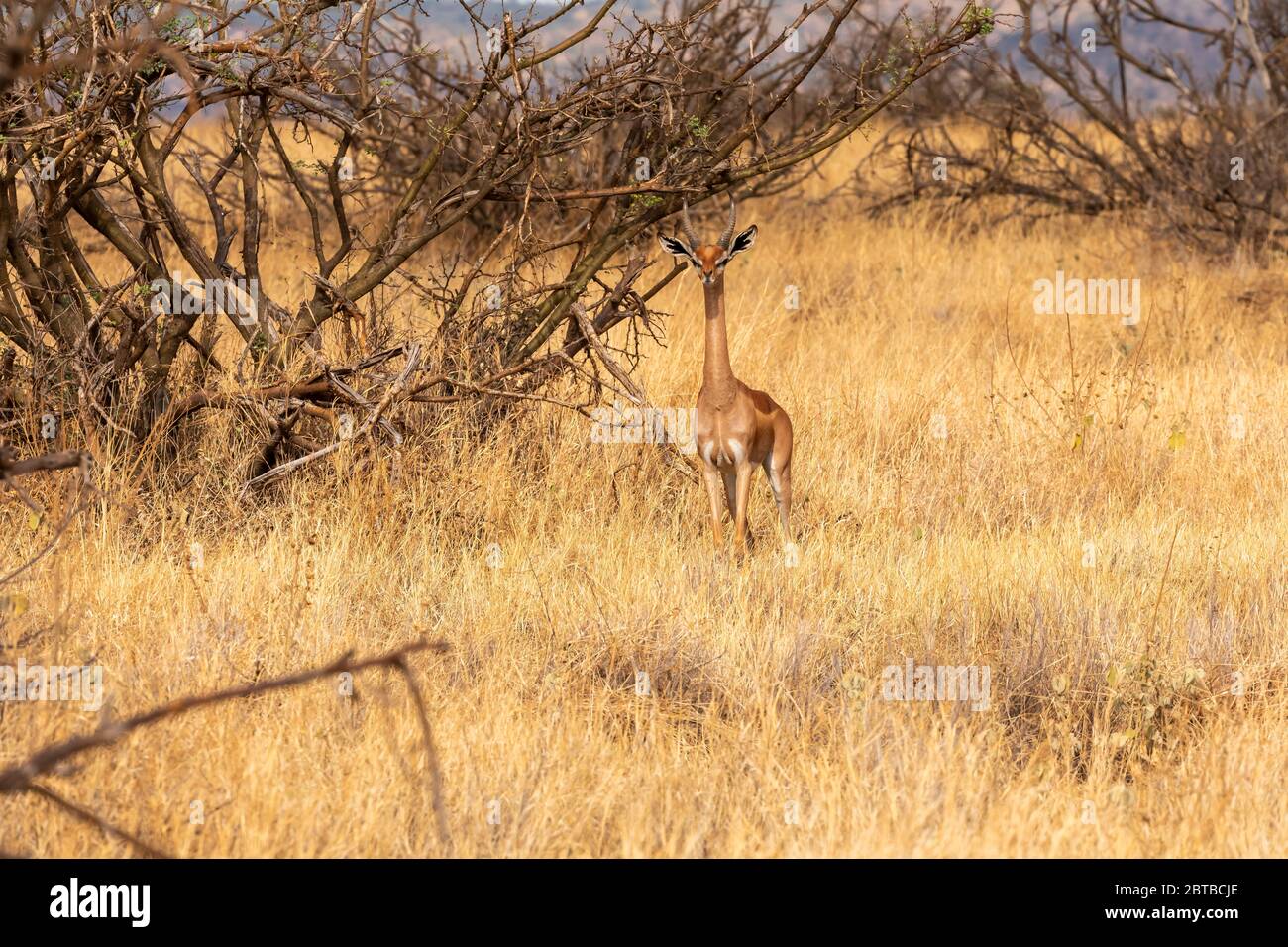 Gerenuk (Litocranius walleri) nutrendo la savana nella Lewa Wildlife Conservancy, Kenya Foto Stock