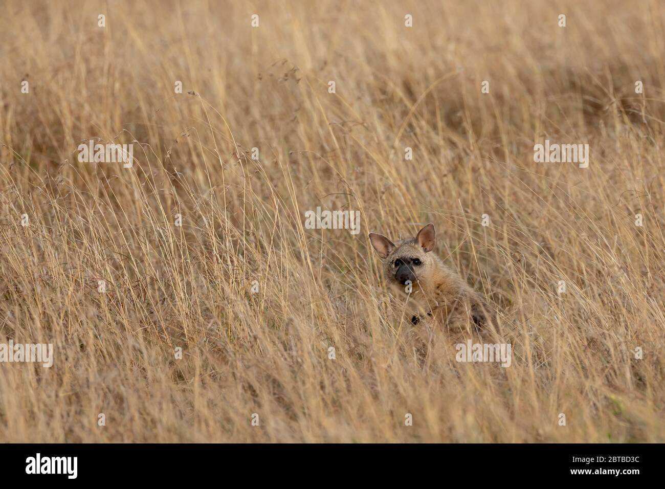 Aardwolf (Proteles cristatus) sulla savana in Mara North Conservancy, Kenya Foto Stock