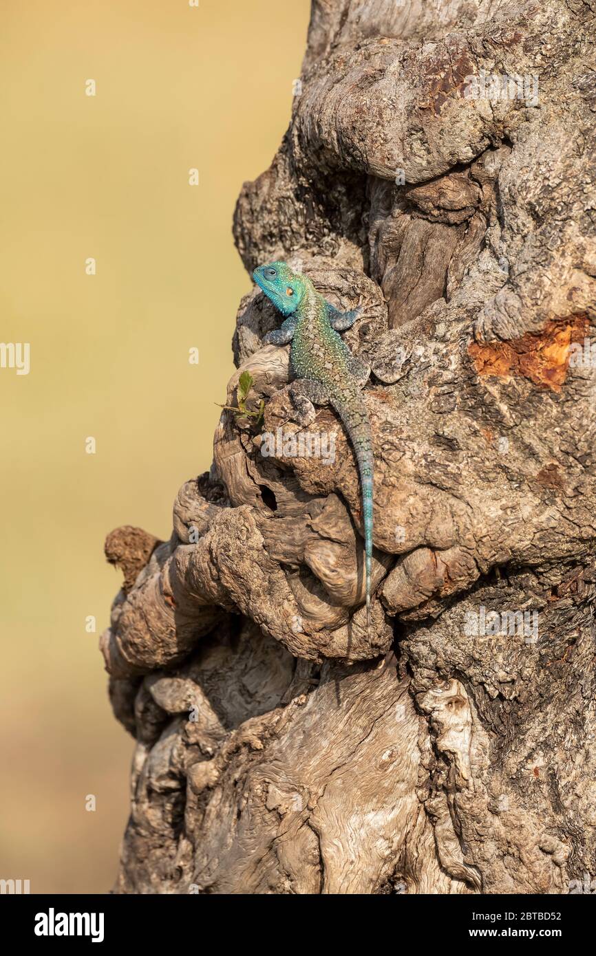 Albero AGAMA (AGAMA atricollis) su un albero di acacia Mara North Conservancy, Kenya Foto Stock