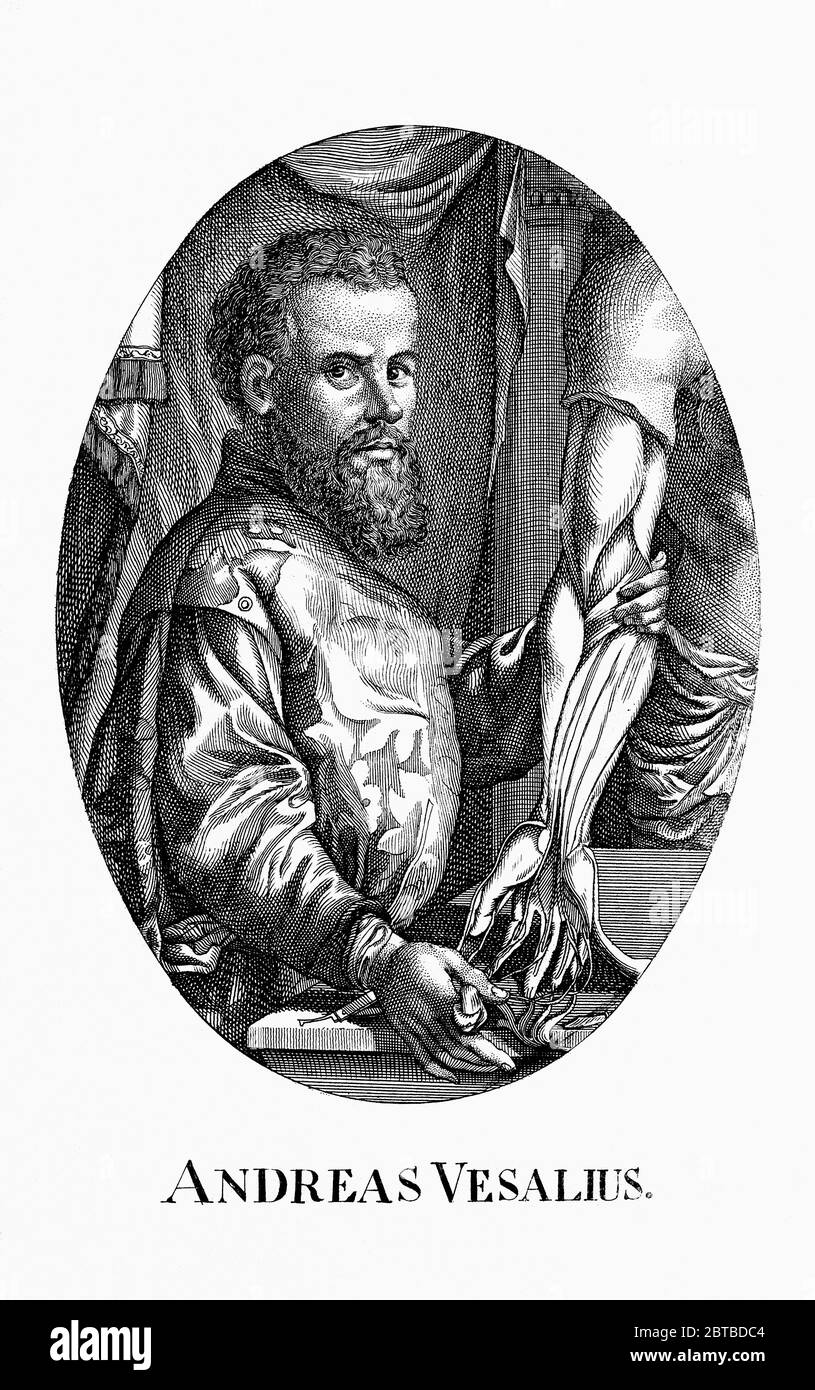 1542, BELGIO :ANDREAS VESALIUS (1514 - 1564), anatomista fiammingo, alias Andreas van Wesel . Autor di De Humani Corporis Fabrica Libri Septem (sul tessuto del corpo umano). Acquaforte di ritratto , di 28 anni dopo Jan Wandelaar , XVIII secolo . - ANATOMIA - ANATOMIA - ANATOMISTA - ANATOMISTA - scienziato - ritratto - DOTTORE - MEDICO - MEDICINA - medicina - SCIENZA - SCIENZA - DOTTORE - MEDICO - illustrazione - illustrazione - incisione - incisione - barba - barba - BELGIO --- Archivio GBB Foto Stock