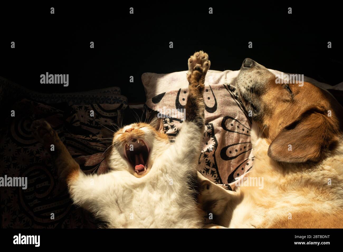 Carino gatto sbadiglia mentre vicino cani sonni a letto Foto Stock