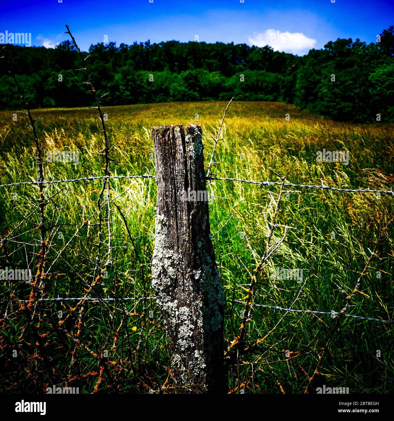 Palo in legno in campagna, Isere, Francia Foto Stock