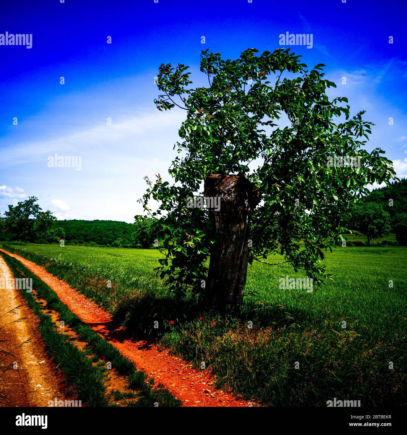 Lone Tree sul lato di una strada di campagna, Isere, Francia Foto Stock