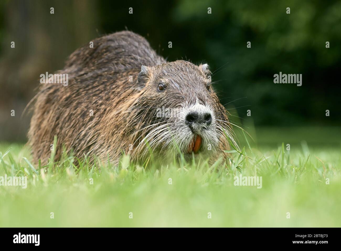 Primo piano del ratto del fiume Nutria (Myocastor coypus) in erba che mostra i suoi grandi denti arancioni Foto Stock