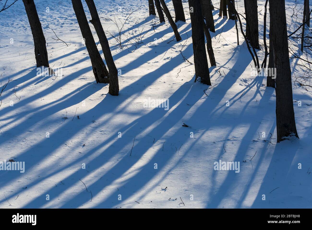 Blu inverno alberi ombre nel Michigan centrale, Stati Uniti Foto Stock