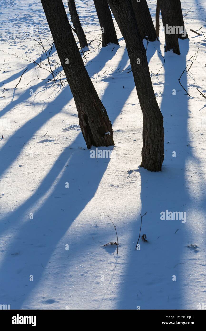 Blu inverno alberi ombre nel Michigan centrale, Stati Uniti Foto Stock