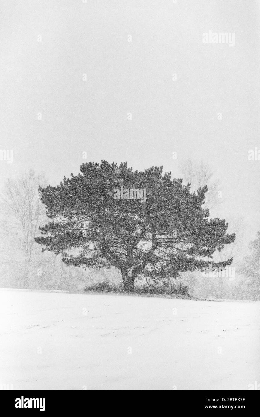 Neve che cade pesante su un albero di pino bianco orientale, Pinus strobus, durante una tempesta di neve di aprile nel Michigan centrale, USA Foto Stock