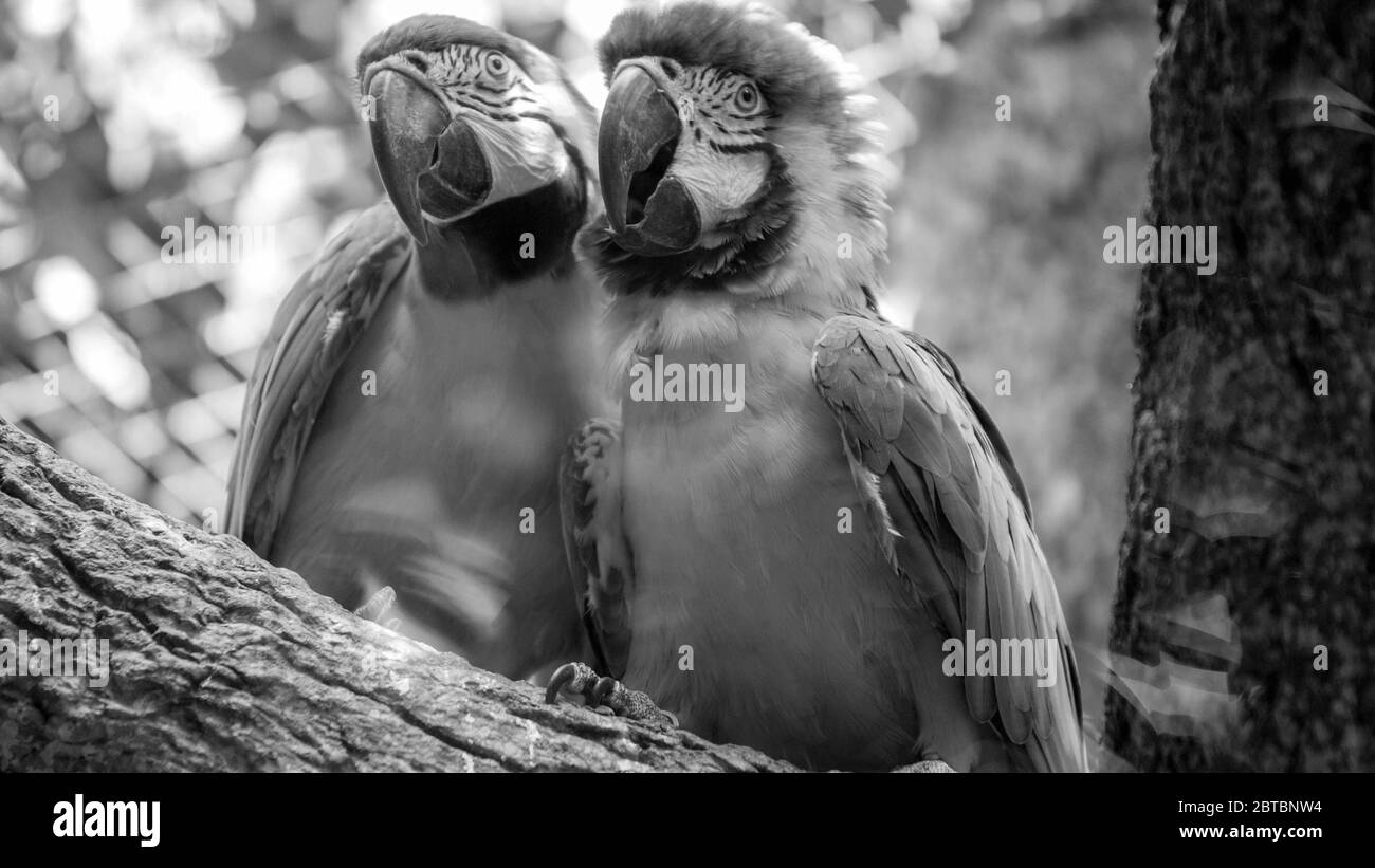 Ritratto in bianco e nero di due pappagalli di macaw seduti sul ramo dell'albero nella voliera dello zoo Foto Stock
