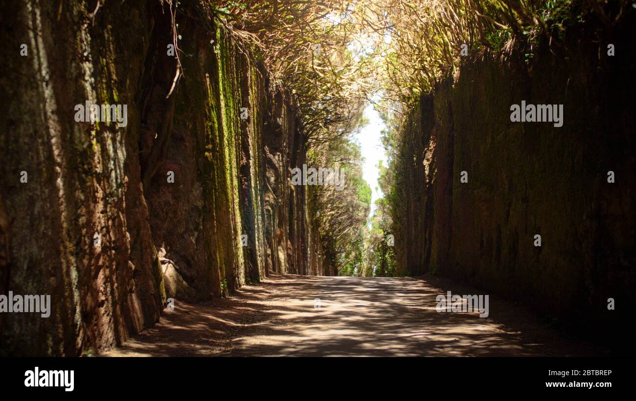 Lungo e stretto percorso o tunnel tra alta scogliera nella foresta. Pico del Ingles, Tenerife, Spagna Foto Stock