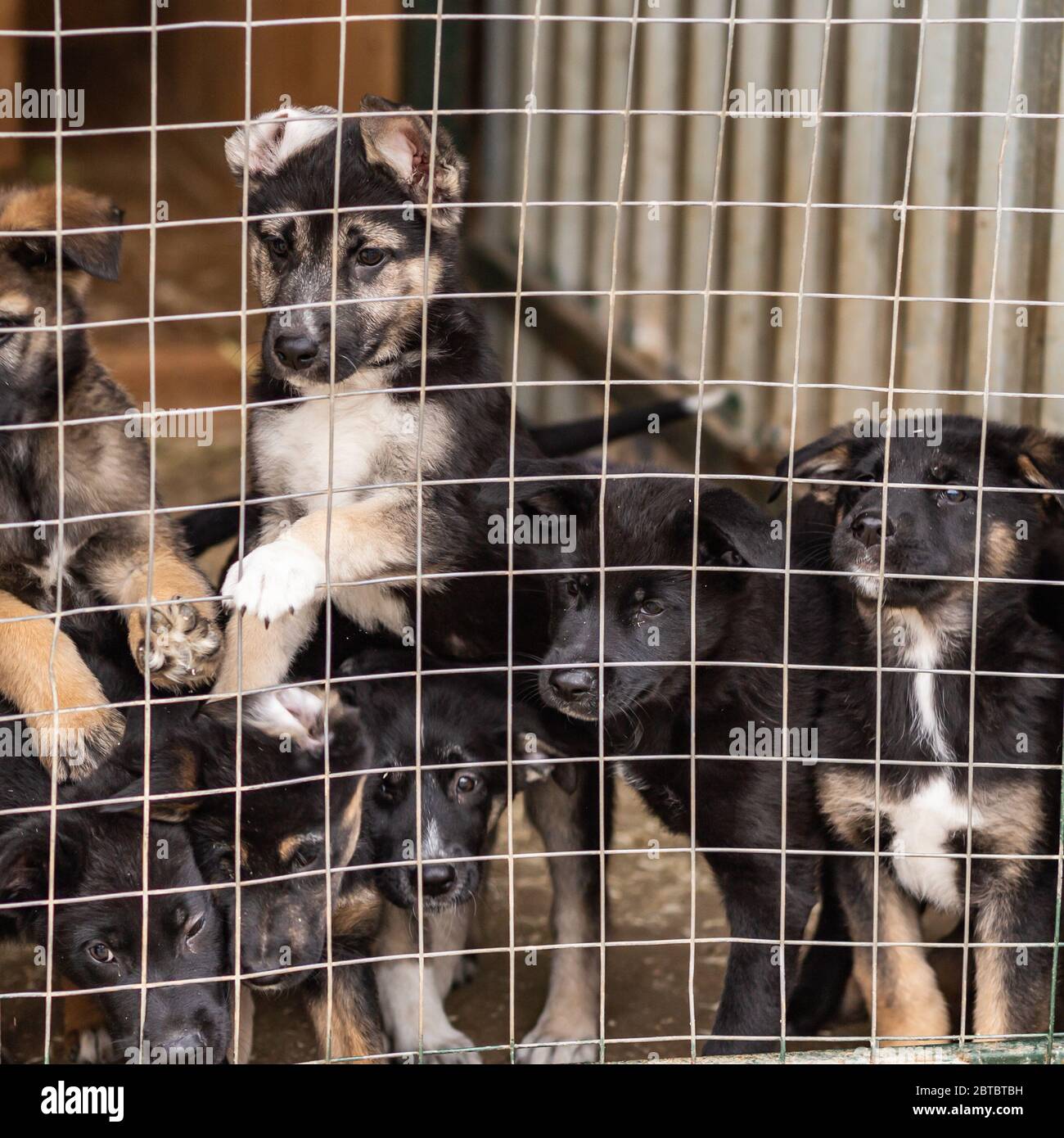 Cuccioli di grandi cani non da allevamento in una gabbia in un rifugio. Foto Stock