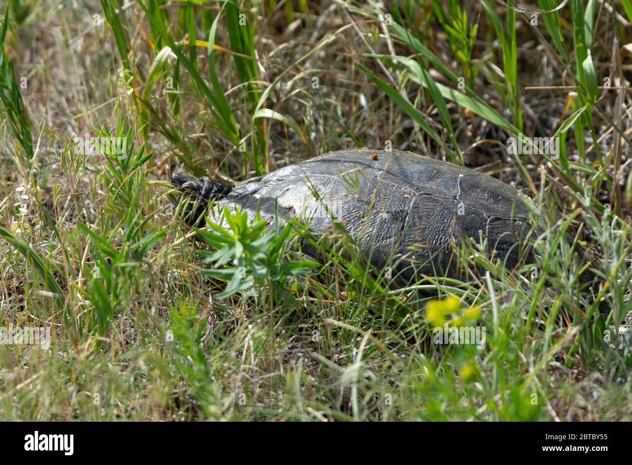 Slider rosso-arato (Trachemys scripta elegans) da Arapahoe County, Colorado, Stati Uniti. Foto Stock