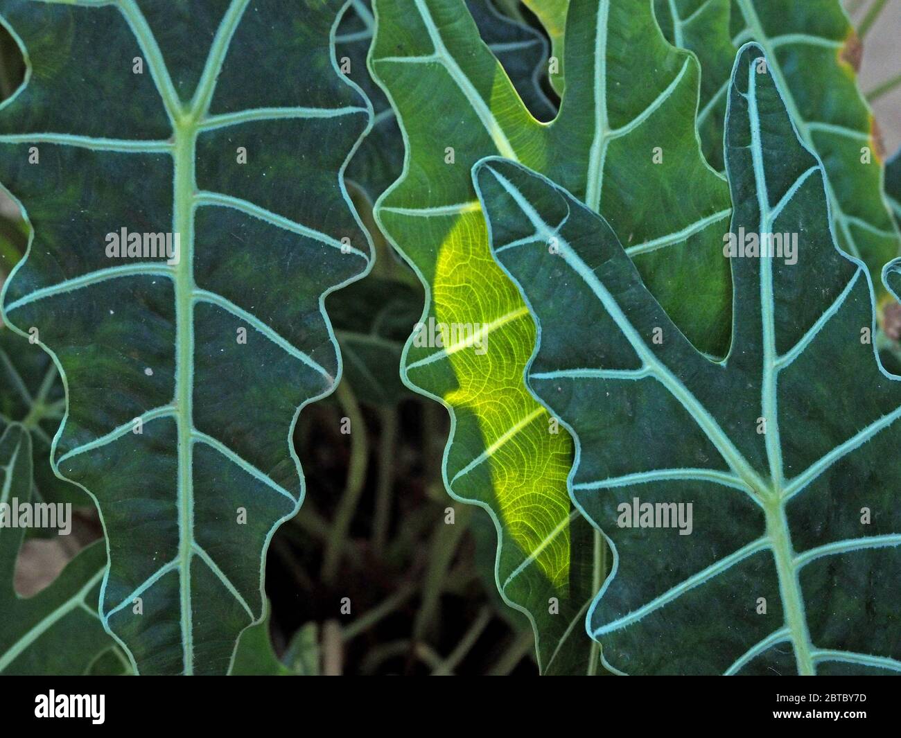 Forti vene bianche e bordi ondulati di foglie verdi sovrapposte di diverse sfumature creano un suggestivo modello nel giardino tropicale di Malindi, Kenya, Africa Foto Stock