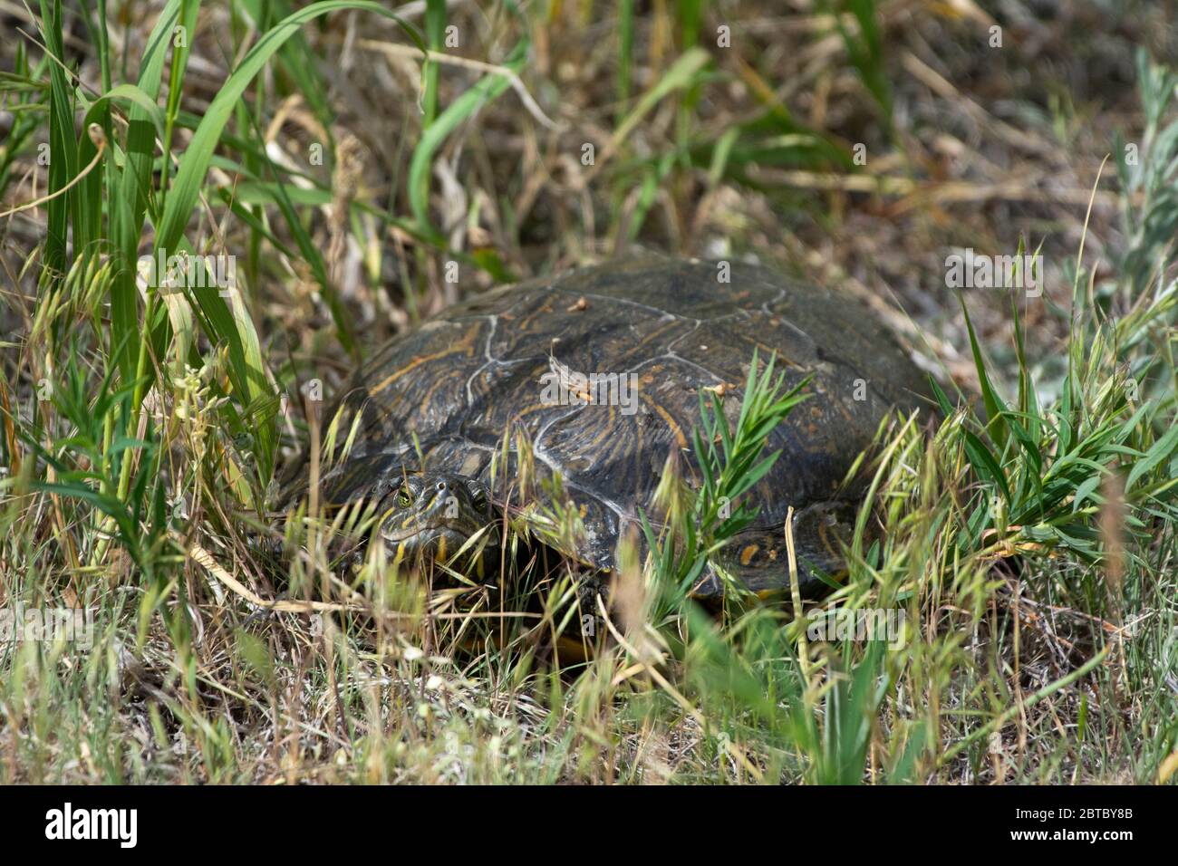 Slider rosso-arato (Trachemys scripta elegans) da Arapahoe County, Colorado, Stati Uniti. Foto Stock