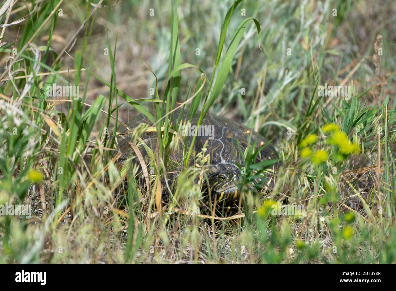 Slider rosso-arato (Trachemys scripta elegans) da Arapahoe County, Colorado, Stati Uniti. Foto Stock