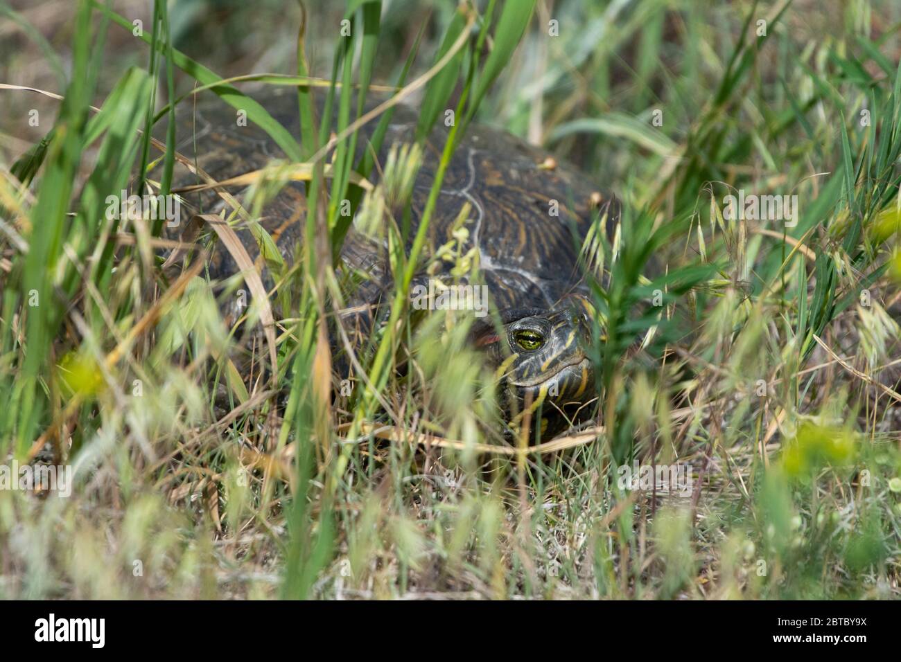 Slider rosso-arato (Trachemys scripta elegans) da Arapahoe County, Colorado, Stati Uniti. Foto Stock