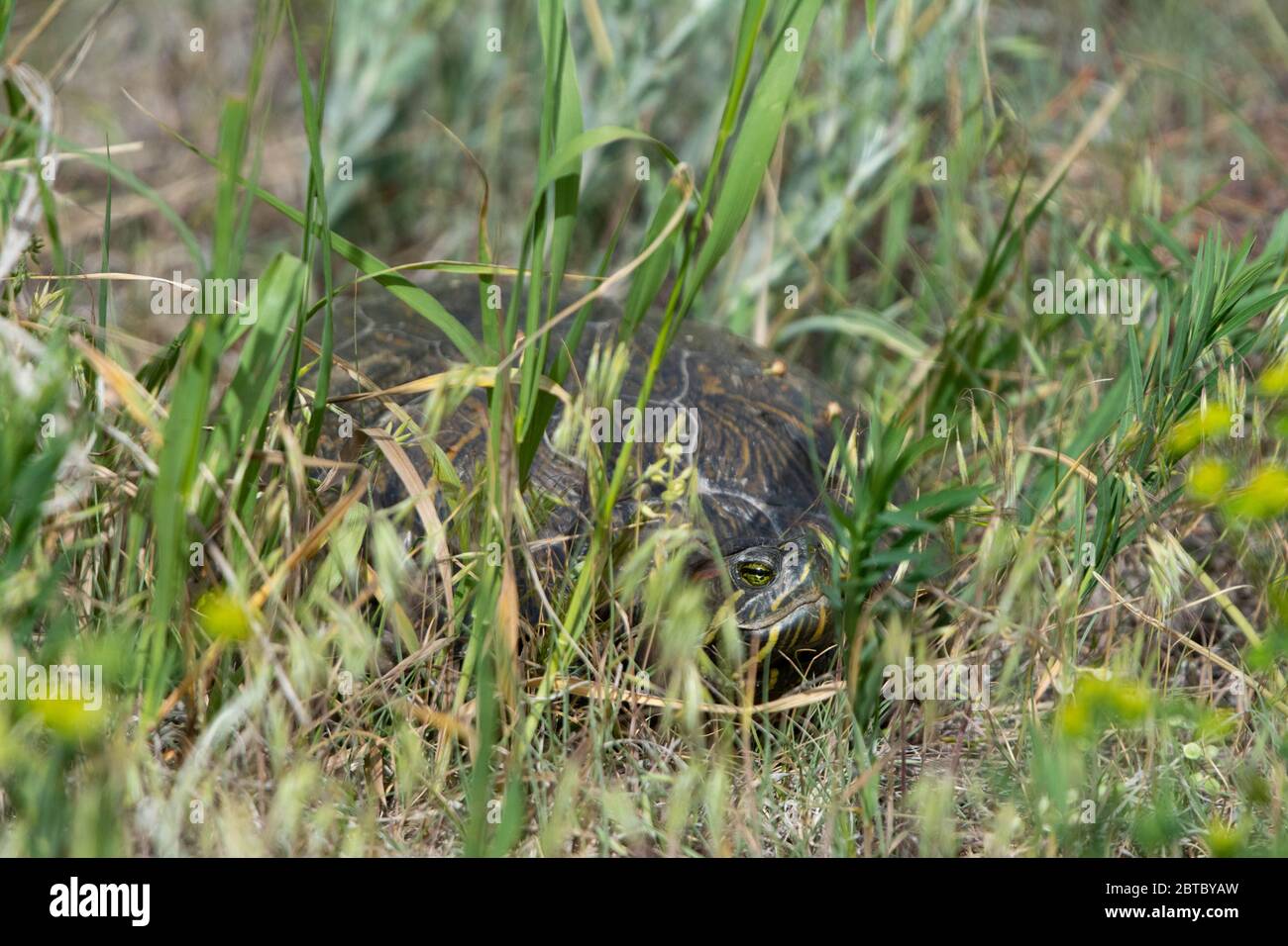 Slider rosso-arato (Trachemys scripta elegans) da Arapahoe County, Colorado, Stati Uniti. Foto Stock
