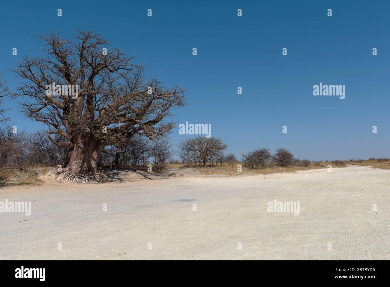 Baines baobab da Nxai Pan National Park, Botswana Foto Stock