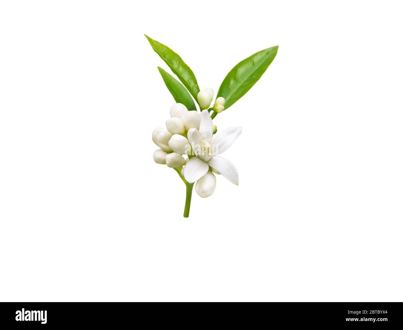 Brunch neroli con fiori bianchi profumati, boccioli e foglie isolati su bianco. Fiore di aranci. Foto Stock
