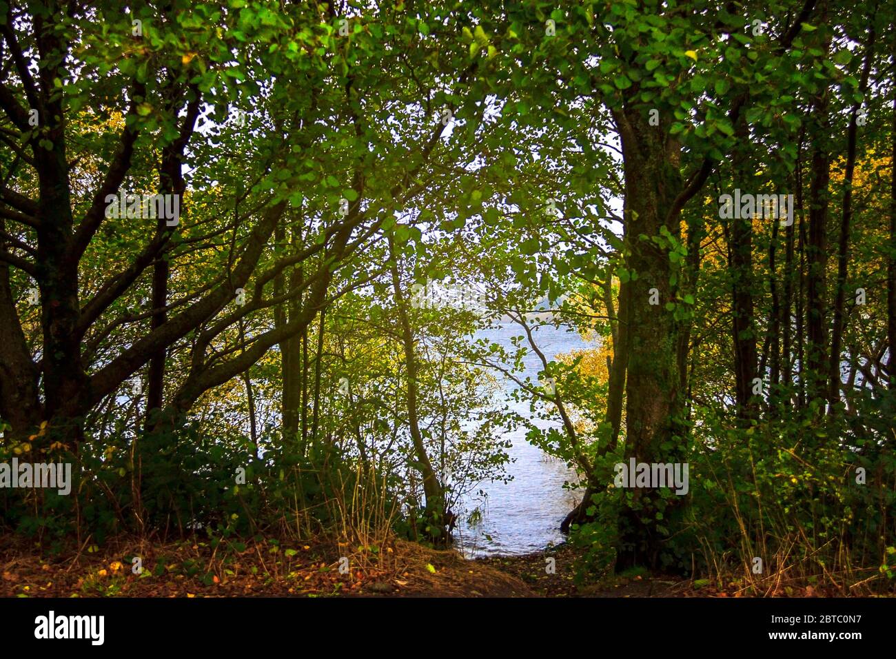 Boschi ai margini del Loch Lomond. Highlands, Scozia, Regno Unito Foto Stock