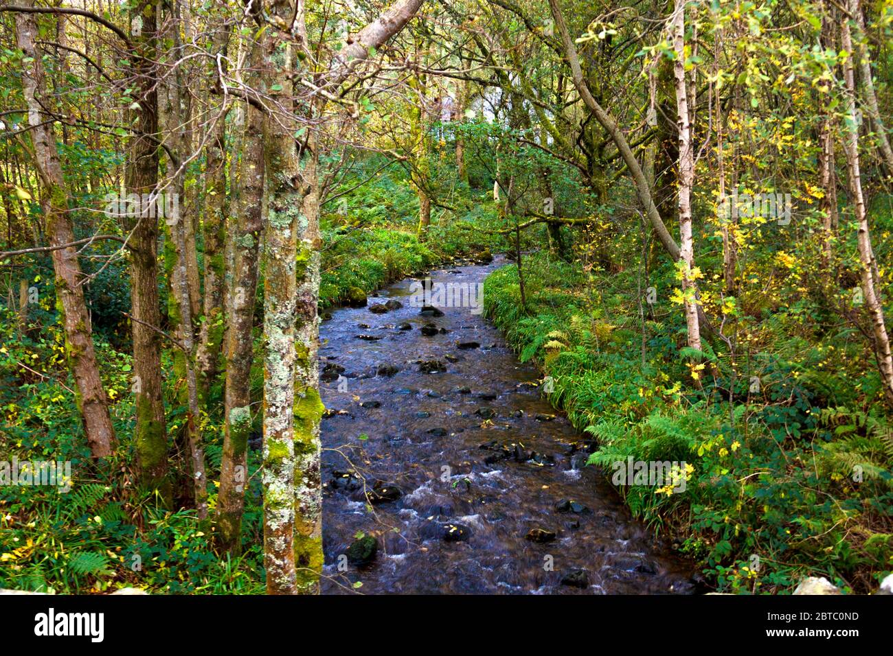 Acqua di streaming nella foresta Foto Stock